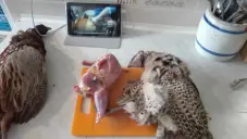 Fotka uživatele AndyPandy k receptu Stahování bažanta
