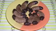 Kokosové rohlíčky do formiček